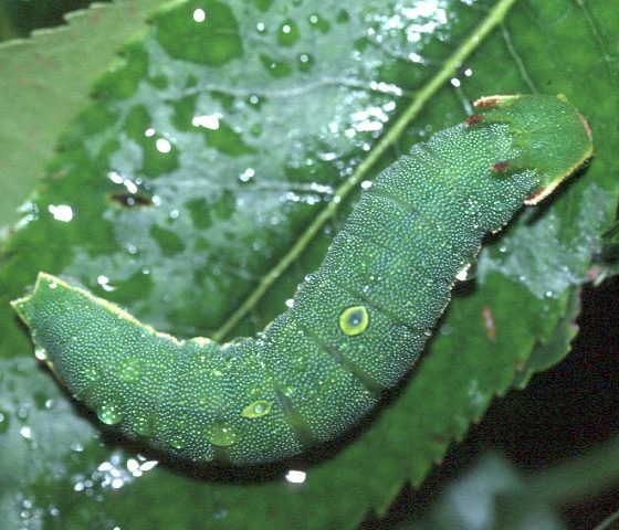 Charaxes jasius, farfalla del corbezzolo, larva mediateca.educa.madrid.org/imagen/ver.php?id_imagen=q2e15vdghd6aj4cx&id_grupo=165 Autore, Banco de imágenes del CNICE - MEC Licenza Creative Commons 2.5 Spagna