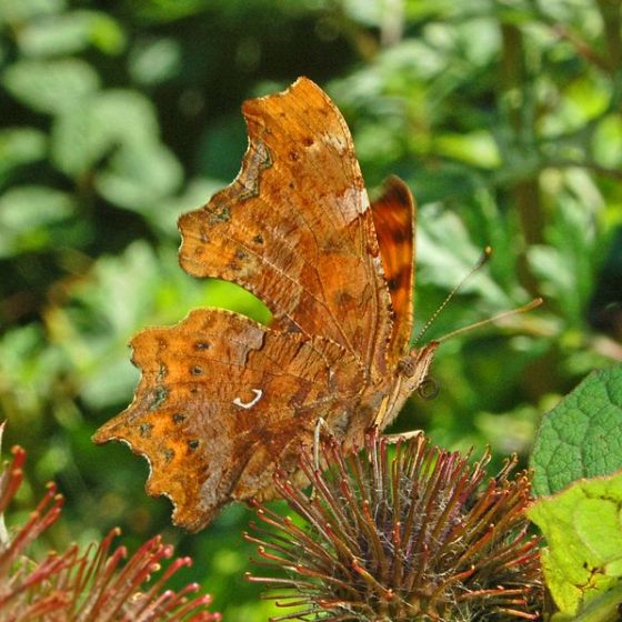 Polygonia C-album [By Hectonichus - Own work, CC BY-SA 3.0, commons.wikimedia.org/w/index.php?curid=20931641]