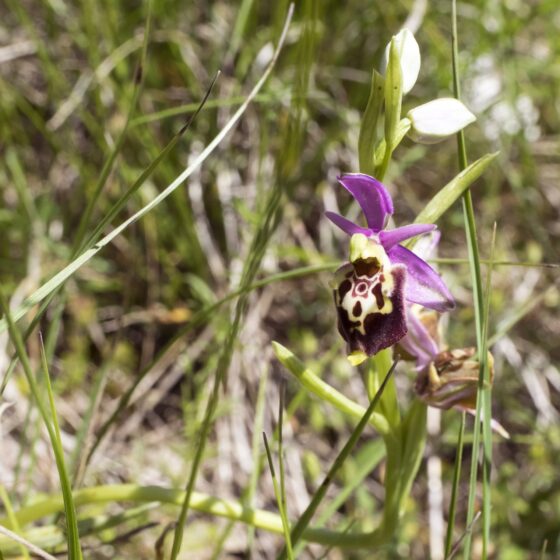 Ophrys holosericea subsp. dinarica