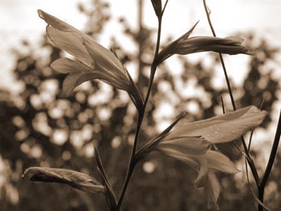 Il gladiolo dei campi, il fiore utilizzato per le 'croci di giglio' - Foto di Giampaolo Filippucci, Tiziana Ravagli