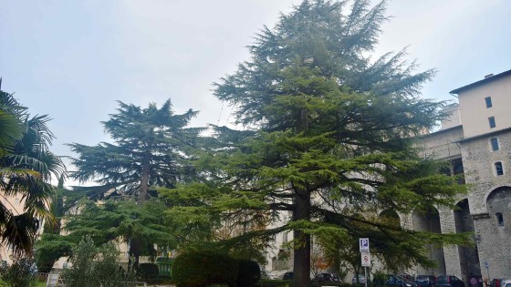 Cedro dell'Himalaya - Spoleto, piazza della Signoria, giardini pubblici (2)